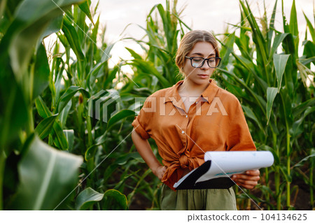 Farmer woman stands in field, inspects green corn plantation. Agricultural industry. Harvest care. 104134625