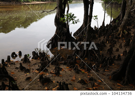 mangrove trees and roots mangrove trees and roots 104134736