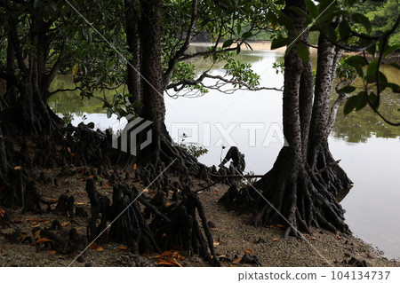 mangrove trees and roots mangrove trees and roots 104134737