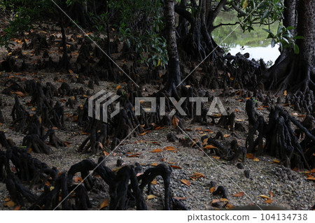 mangrove trees and roots 104134738