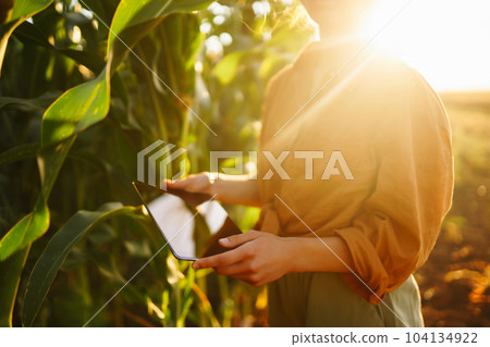 Smart farm Farmer female standing in corn field with tablet. Agriculture, gardening, ecology concept 104134922