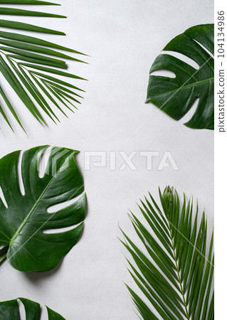 tropical leaves leaves grey background summer summer tropic leaf background トロピカル tropical leaves leaves grey background summer summer tropic leaf background トロピカル 104134986