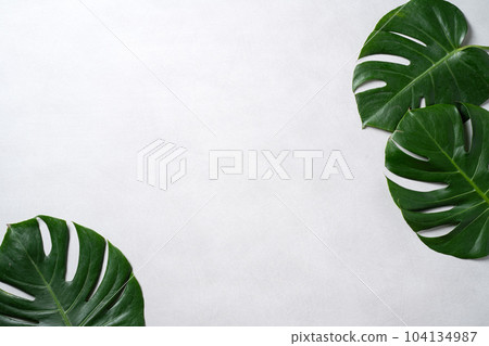 熱帶 樹葉 葉子 灰色 背景 夏天 夏季 tropic leaf background トロピカル 熱帶 樹葉 葉子 灰色 背景 夏天 夏季 tropic leaf background トロピカル 104134987