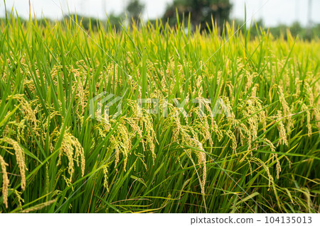 Rice field, rice ear, rice, yellow, sunset, paddy field, sunset, sunset, sunset 104135013