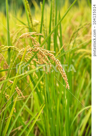 Rice field, rice ear, rice, yellow, sunset, paddy field, sunset, sunset, sunset Rice field, rice ear, rice, yellow, sunset, paddy field, sunset, sunset, sunset 104135014