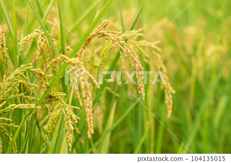 Rice field, rice ear, rice, yellow, sunset, paddy field, sunset, sunset, sunset Rice field, rice ear, rice, yellow, sunset, paddy field, sunset, sunset, sunset 104135015