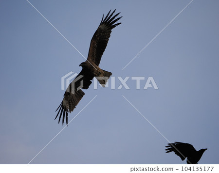 Black kite circulates in the sky in search of prey Black kite circulates in the sky in search of prey 104135177