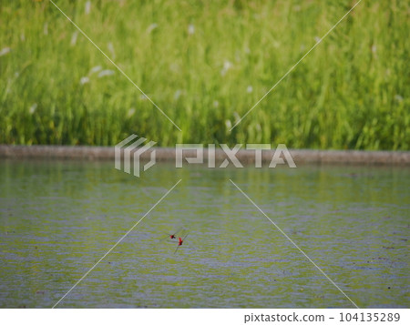 red dragonfly battle red dragonfly battle 104135289