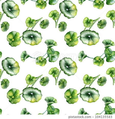 Centella asiatica, geranium watercolor seamless pattern isolated on white. Pennywort, gotu kola, rounded leaves, herbal plants hand drawn. Design for package, label, wrapping, textile, background Centella asiatica, geranium watercolor seamless pattern isolated on white. Pennywort, gotu kola, rounded leaves, herbal plants hand drawn. Design for package, label, wrapping, textile, background 104135583