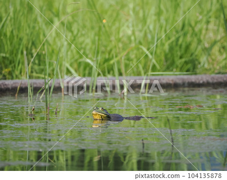 Edible Frog Bullfrog Sunbathing Edible Frog Bullfrog Sunbathing 104135878