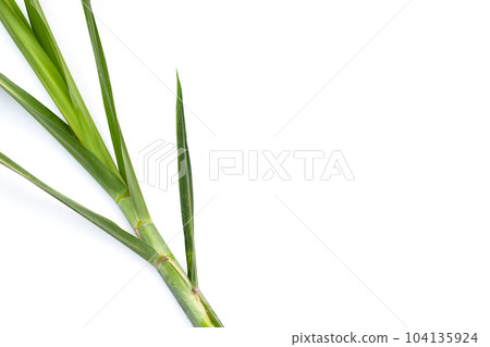 Sugar cane leaves on white background. Sugar cane leaves on white background. 104135924