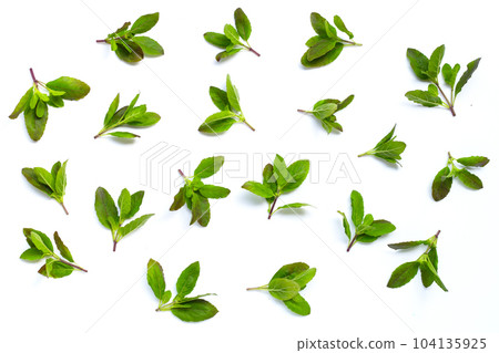 Holy basil leaves on white background. Holy basil leaves on white background. 104135925