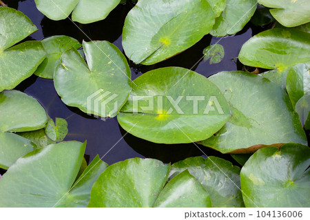 Beautiful leavs of lotus flower Beautiful leavs of lotus flower 104136006