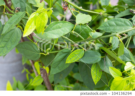 Fresh green leaves of tiliacora triandra plant 104136294