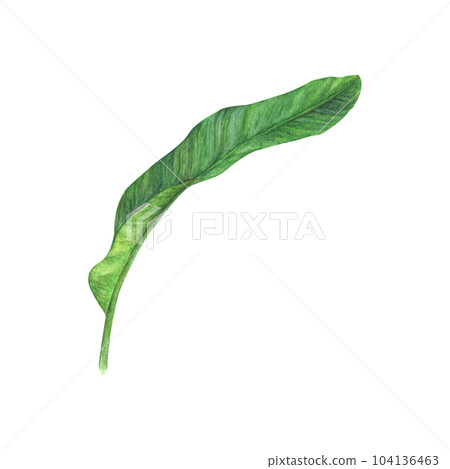 Watercolor painting of Tropical banana leaf. Watercolor painting of Tropical banana leaf. 104136463