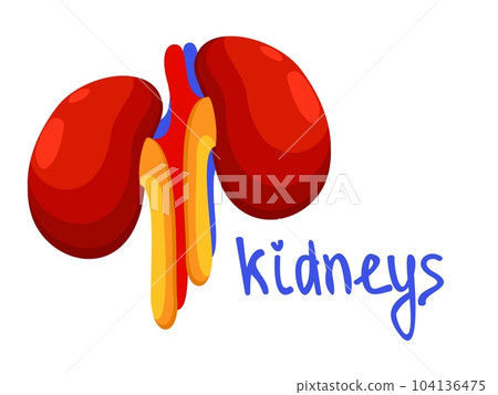 Kidneys. Colorful vector isolated illustration with lettering. Kidneys. Colorful vector isolated illustration with lettering. 104136475
