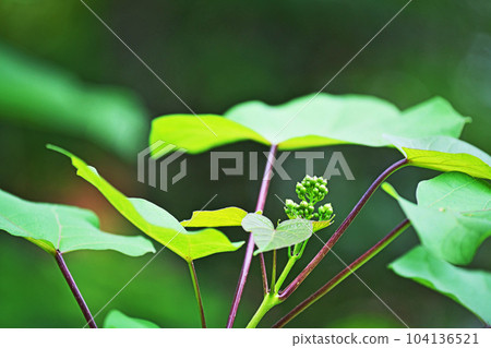 綠色梓樹芽(夏季,六月) 綠色梓樹芽(夏季,六月) 104136521