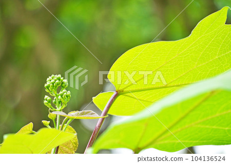 綠色梓樹芽(夏季,六月) 綠色梓樹芽(夏季,六月) 104136524