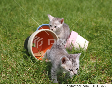 可愛的小貓在公園玩耍 104136659
