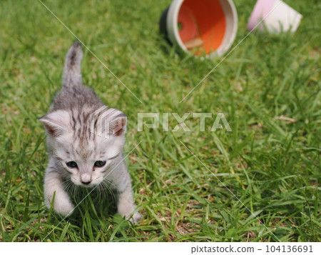 cute kitten playing in the park cute kitten playing in the park 104136691