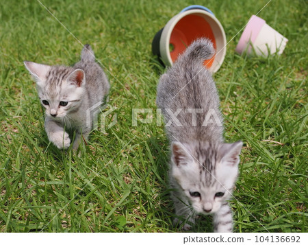 cute kitten playing in the park 104136692