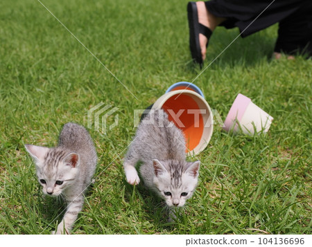 cute kitten playing in the park cute kitten playing in the park 104136696