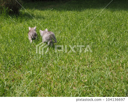 cute kitten playing in the park cute kitten playing in the park 104136697