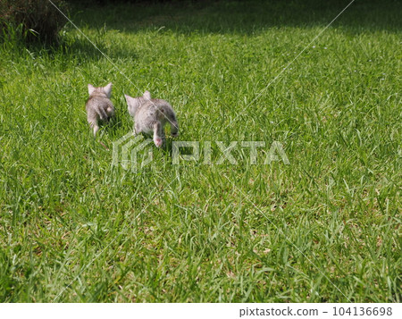 可愛的小貓在公園玩耍 可愛的小貓在公園玩耍 104136698