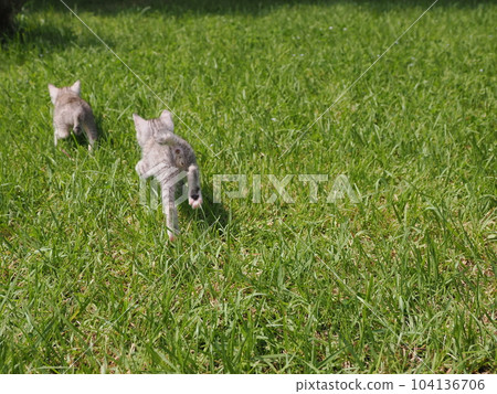 cute kitten playing in the park cute kitten playing in the park 104136706
