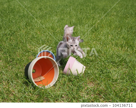可愛的小貓在公園玩耍 104136711