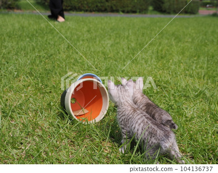 cute kitten playing in the park cute kitten playing in the park 104136737