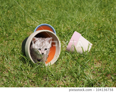 cute kitten playing in the park cute kitten playing in the park 104136738