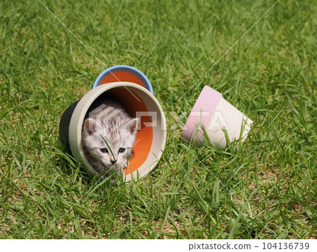 cute kitten playing in the park cute kitten playing in the park 104136739
