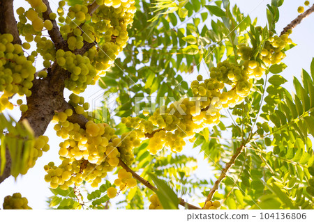 Star gooseberry tree with fruits 104136806