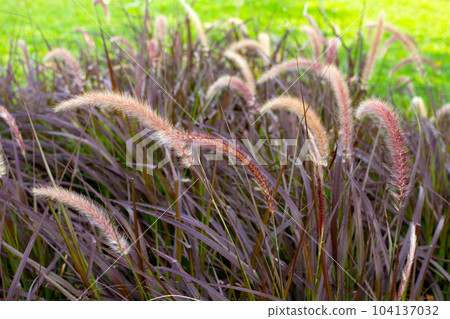 Fountain grass or pennisetum alopecuroides Fountain grass or pennisetum alopecuroides 104137032