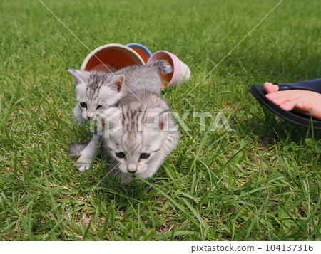 Cute kitten debuting in the park Cute kitten debuting in the park 104137316