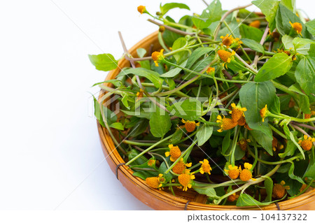 Yellow flower with green leaves of acmella oleracea or toothache plant on white background 104137322