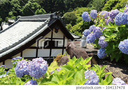 繡球花 繡球花 柳谷觀音 長岡京市 京都府 繡球花節 圓日燦爛的地方 花語 雨季繡球花寺 繡球花 繡球花 柳谷觀音 長岡京市 京都府 繡球花節 圓日燦爛的地方 花語 雨季繡球花寺 104137478