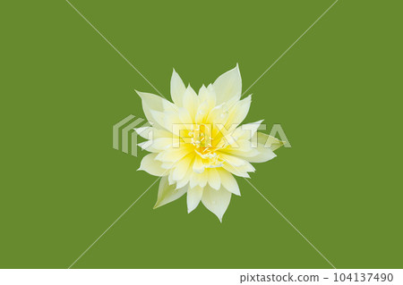 Beautiful yellow water lily. Lotus flower on drab green background. Beautiful yellow water lily. Lotus flower on drab green background. 104137490