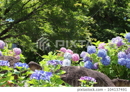 繡球花 繡球花 柳谷觀音 長岡京市 京都府 繡球花節 圓日燦爛的地方 花語 雨季繡球花寺 繡球花 繡球花 柳谷觀音 長岡京市 京都府 繡球花節 圓日燦爛的地方 花語 雨季繡球花寺 104137491