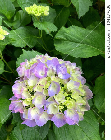 Hydrangea of colorful 104137636
