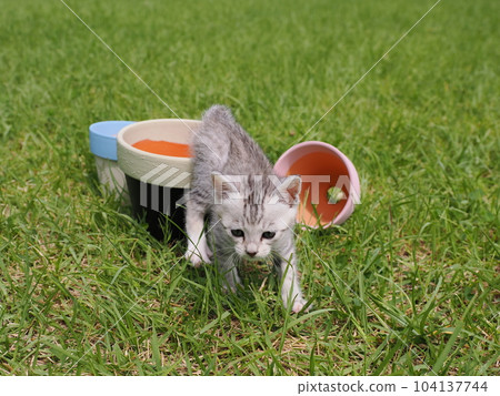 A cute kitten debuting in the park is frightened but curious A cute kitten debuting in the park is frightened but curious 104137744