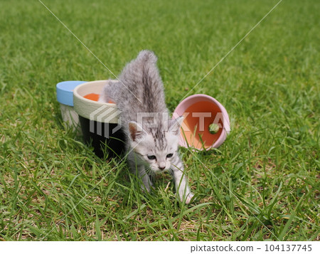 A cute kitten debuting in the park is frightened but curious A cute kitten debuting in the park is frightened but curious 104137745