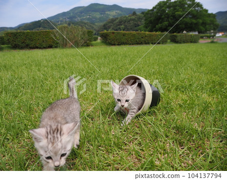 一隻可愛的小貓在公園首次亮相，既害怕又好奇 104137794