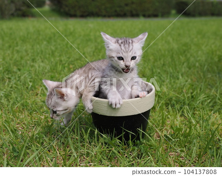 A cute kitten debuting in the park is frightened but curious 104137808