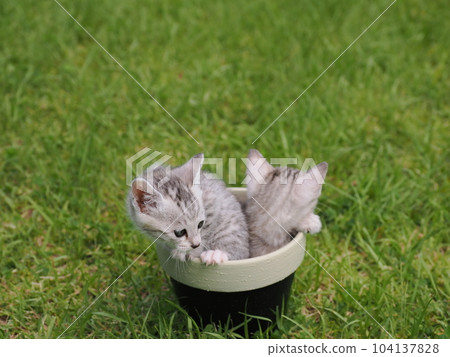 A cute kitten debuting in the park is frightened but curious 104137828