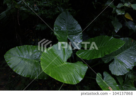 Leaves of Alocasia that grows in the subtropics Leaves of Alocasia that grows in the subtropics 104137868