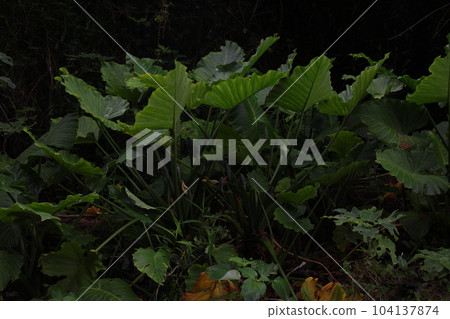 Leaves of Alocasia that grows in the subtropics Leaves of Alocasia that grows in the subtropics 104137874