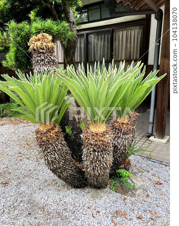 Cycad with fresh green Cycad with fresh green 104138070