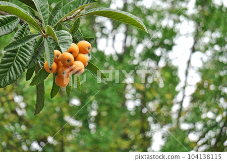 Orange loquat fruit (early summer, June) Orange loquat fruit (early summer, June) 104138115